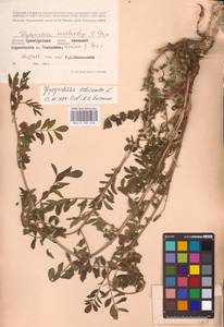 Glycyrrhiza echinata L., Eastern Europe, Eastern region (E10) (Russia)