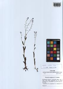 Myosotis imitata Serg., Siberia, Altai & Sayany Mountains (S2) (Russia)