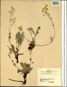Potentilla sericea L., Siberia, Altai & Sayany Mountains (S2) (Russia)