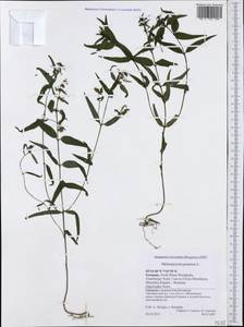 Melampyrum pratense L., Western Europe (EUR) (Germany)