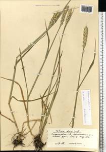 Triticum aestivum L., Eastern Europe, South Ukrainian region (E12) (Ukraine)