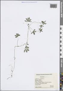 Geranium dissectum L., Eastern Europe, Moscow region (E4a) (Russia)