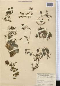 Askellia lactea (Lipsch.) W. A. Weber, Middle Asia, Pamir & Pamiro-Alai (M2) (Kyrgyzstan)