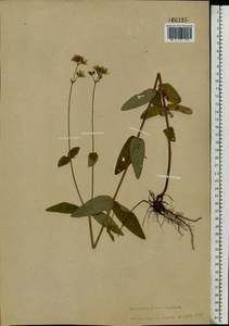 Hypericum montanum L., Eastern Europe, North Ukrainian region (E11) (Ukraine)