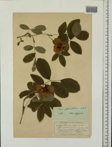 Rosa glabrifolia C. A. Mey. ex Rupr., Eastern Europe, Moscow region (E4a) (Russia)