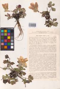 Pulsatilla vernalis (L.) Mill., Eastern Europe, North-Western region (E2) (Russia)