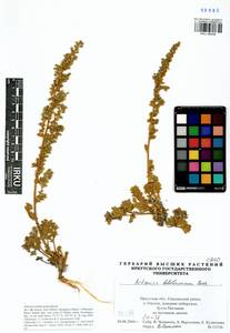 Artemisia ledebouriana Besser, Siberia, Baikal & Transbaikal region (S4) (Russia)