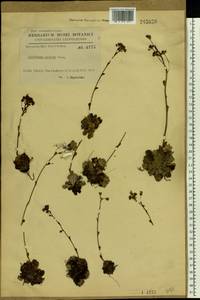 Saxifraga paniculata, Eastern Europe, North Ukrainian region (E11) (Ukraine)