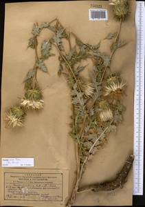 Cousinia omissa Tscherneva, Middle Asia, Syr-Darian deserts & Kyzylkum (M7) (Kyrgyzstan)