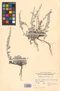 Artemisia maritima L., Eastern Europe, Estonia (E2c) (Estonia)
