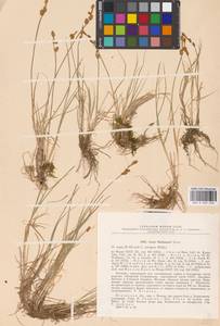 Carex mackenziei V.I.Krecz., Eastern Europe, North-Western region (E2) (Russia)