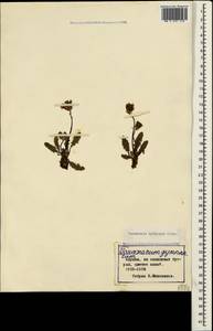 Taraxacum hybernum Steven, Crimea (KRYM) (Russia)