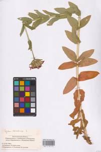 Silene chalcedonica (L.) E.H.L.Krause, Eastern Europe, Lower Volga region (E9) (Russia)