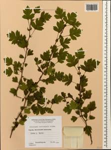 Crataegus praemonticola Holub, Caucasus, Georgia (K4) (Georgia)