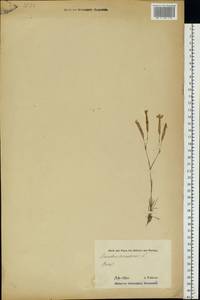 Dianthus arenarius L., Eastern Europe, Estonia (E2c) (Estonia)