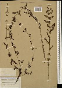 Galium humifusum M.Bieb., Caucasus, North Ossetia, Ingushetia & Chechnya (K1c) (Russia)