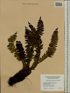 Polystichum lonchitis (L.) Roth, Eastern Europe, West Ukrainian region (E13) (Ukraine)