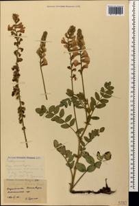 Onobrychis bobrovii Grossh., Caucasus, Stavropol Krai, Karachay-Cherkessia & Kabardino-Balkaria (K1b) (Russia)