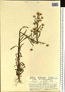 Erigeron politus Fr., Siberia, Yakutia (S5) (Russia)