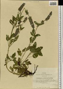 Nepeta multifida L., Siberia, Altai & Sayany Mountains (S2) (Russia)