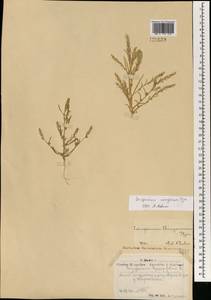 Corispermum mongolicum Iljin, Mongolia (MONG) (Mongolia)
