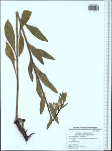 Oenothera × rubricaulis Kleb., Eastern Europe, Central region (E4) (Russia)