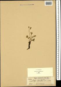 Carum caucasicum (M. Bieb.) Boiss., Caucasus, Georgia (K4) (Georgia)