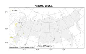 Pilosella bifurca (M. Bieb.) F. W. Schultz & Sch. Bip., Atlas of the Russian Flora (FLORUS) (Russia)