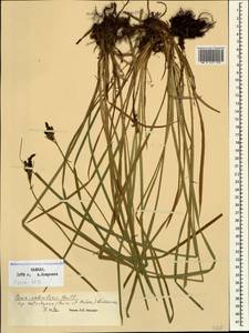 Carex orbicularis subsp. kotschyana (Boiss. & Hohen.) Kukkonen, Caucasus, Dagestan (K2) (Russia)