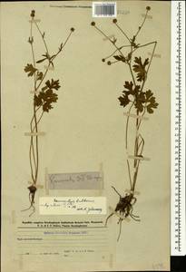 Ranunculus neapolitanus Ten., Caucasus, Azerbaijan (K6) (Azerbaijan)