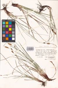 Carex tomentosa L., Eastern Europe, Eastern region (E10) (Russia)