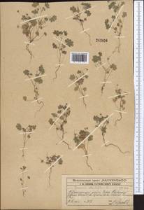 Geranium rotundifolium L., Middle Asia, Western Tian Shan & Karatau (M3) (Kazakhstan)