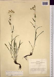 Bupleurum multinerve DC., Siberia, Altai & Sayany Mountains (S2) (Russia)