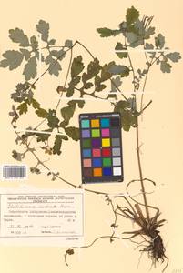 Chelidonium majus var. asiaticum (H. Hara) Ohwi, Siberia, Russian Far East (S6) (Russia)