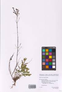 Hypericum elegans Steph. ex Willd., Eastern Europe, Central forest-and-steppe region (E6) (Russia)