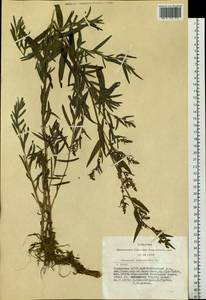 Artemisia dracunculus L., Siberia, Altai & Sayany Mountains (S2) (Russia)