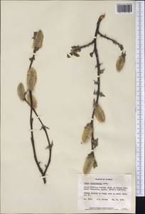 Salix richardsonii Hook., America (AMER) (United States)