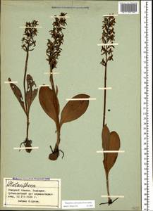 Platanthera chlorantha (Custer) Rchb., Caucasus, Stavropol Krai, Karachay-Cherkessia & Kabardino-Balkaria (K1b) (Russia)