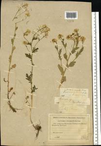 Barbarea vulgaris W. T. Aiton, Eastern Europe, Volga-Kama region (E7) (Russia)