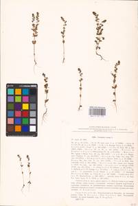 MHA 0 161 155, Veronica verna L., Eastern Europe, Lower Volga region (E9) (Russia)