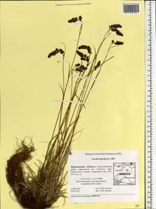 Luzula spicata (L.) DC., Eastern Europe, Northern region (E1) (Russia)