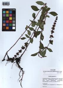 Mentha × piperita L., Siberia, Altai & Sayany Mountains (S2) (Russia)