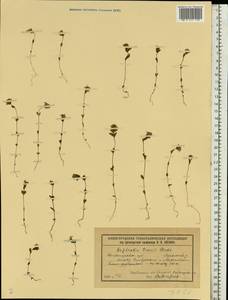 Euphrasia ×vernalis List, Eastern Europe, Volga-Kama region (E7) (Russia)