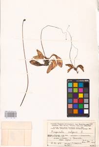 MHA 0 162 536, Pinguicula vulgaris L., Eastern Europe, Northern region (E1) (Russia)