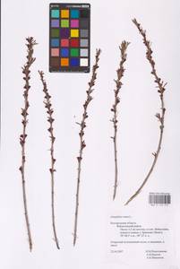 Prunus tenella Batsch, Eastern Europe, Central forest-and-steppe region (E6) (Russia)