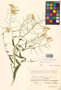 Erysimum aureum M.Bieb., Eastern Europe, Lower Volga region (E9) (Russia)