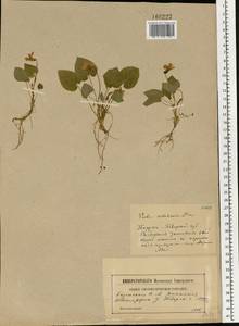 Viola selkirkii Pursh ex Goldie, Eastern Europe, North-Western region (E2) (Russia)