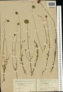 Jasione montana L., Eastern Europe, Moscow region (E4a) (Russia)