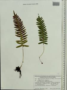 Polypodium vulgare L., Eastern Europe, Belarus (E3a) (Belarus)