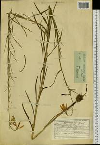 Lilium callosum Siebold & Zucc., Siberia, Russian Far East (S6) (Russia)